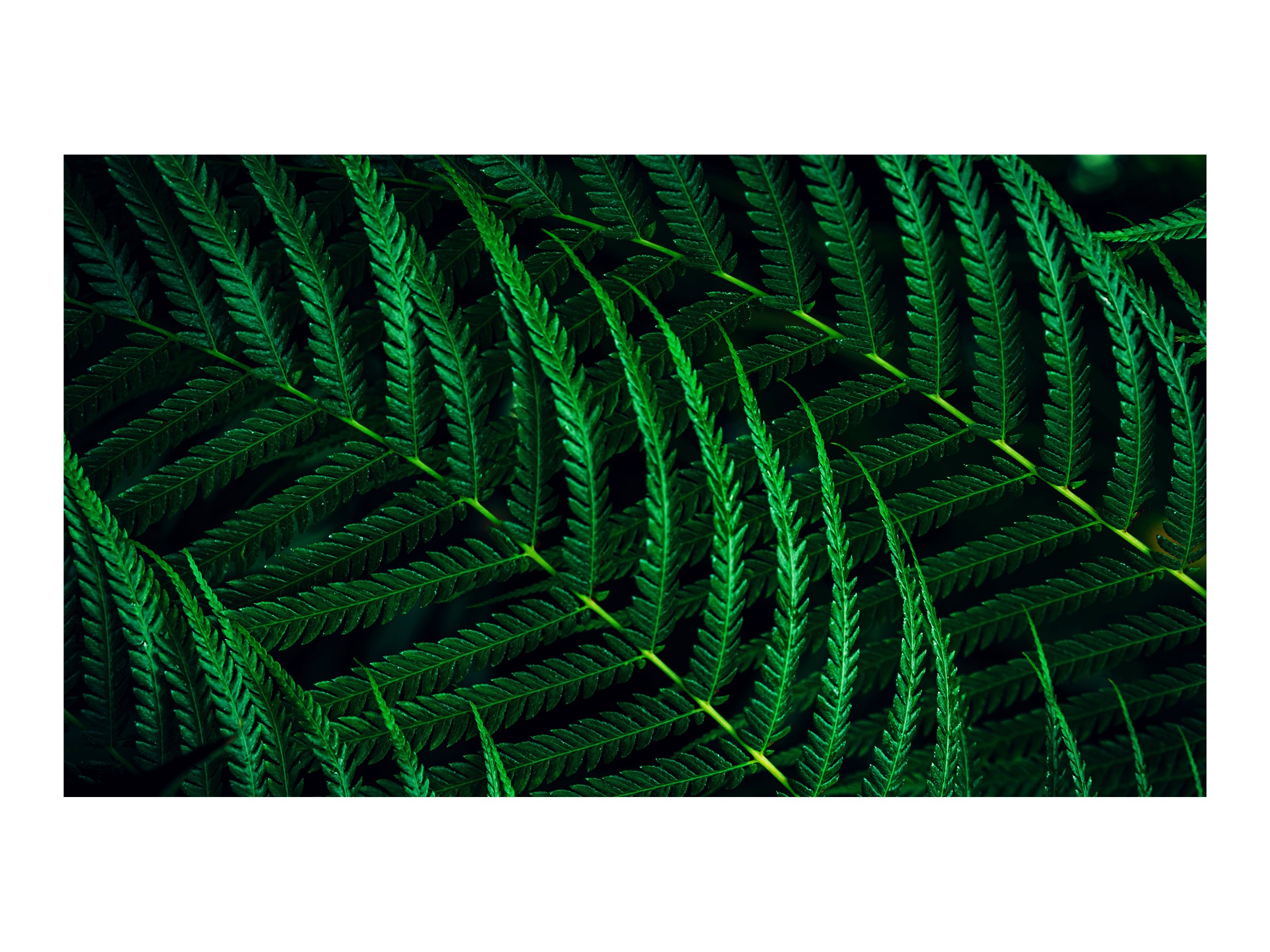 CCS Product Image (Close-up/2400 x 1800)