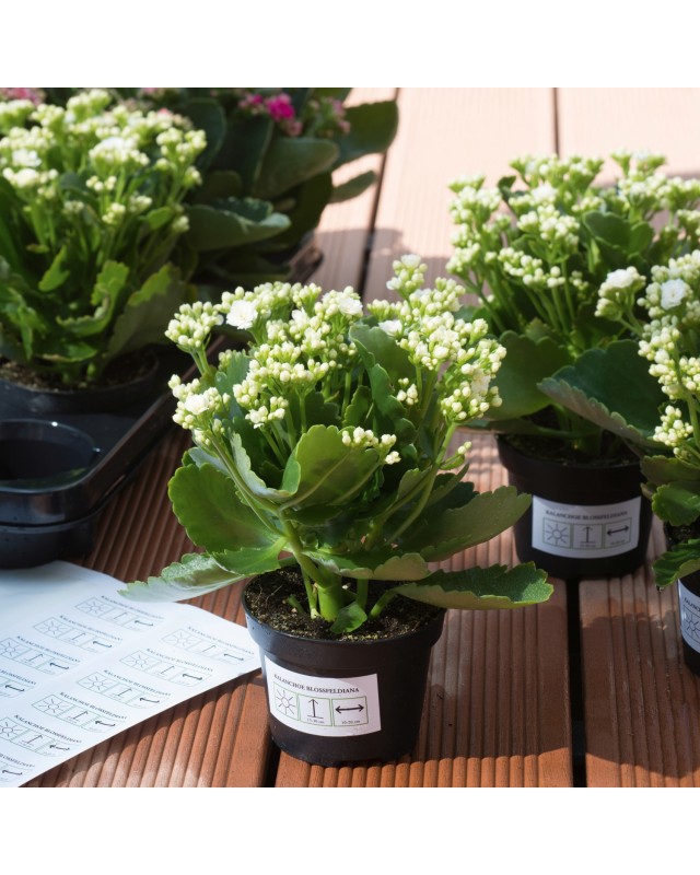 ITS - m6336055-2.jpg